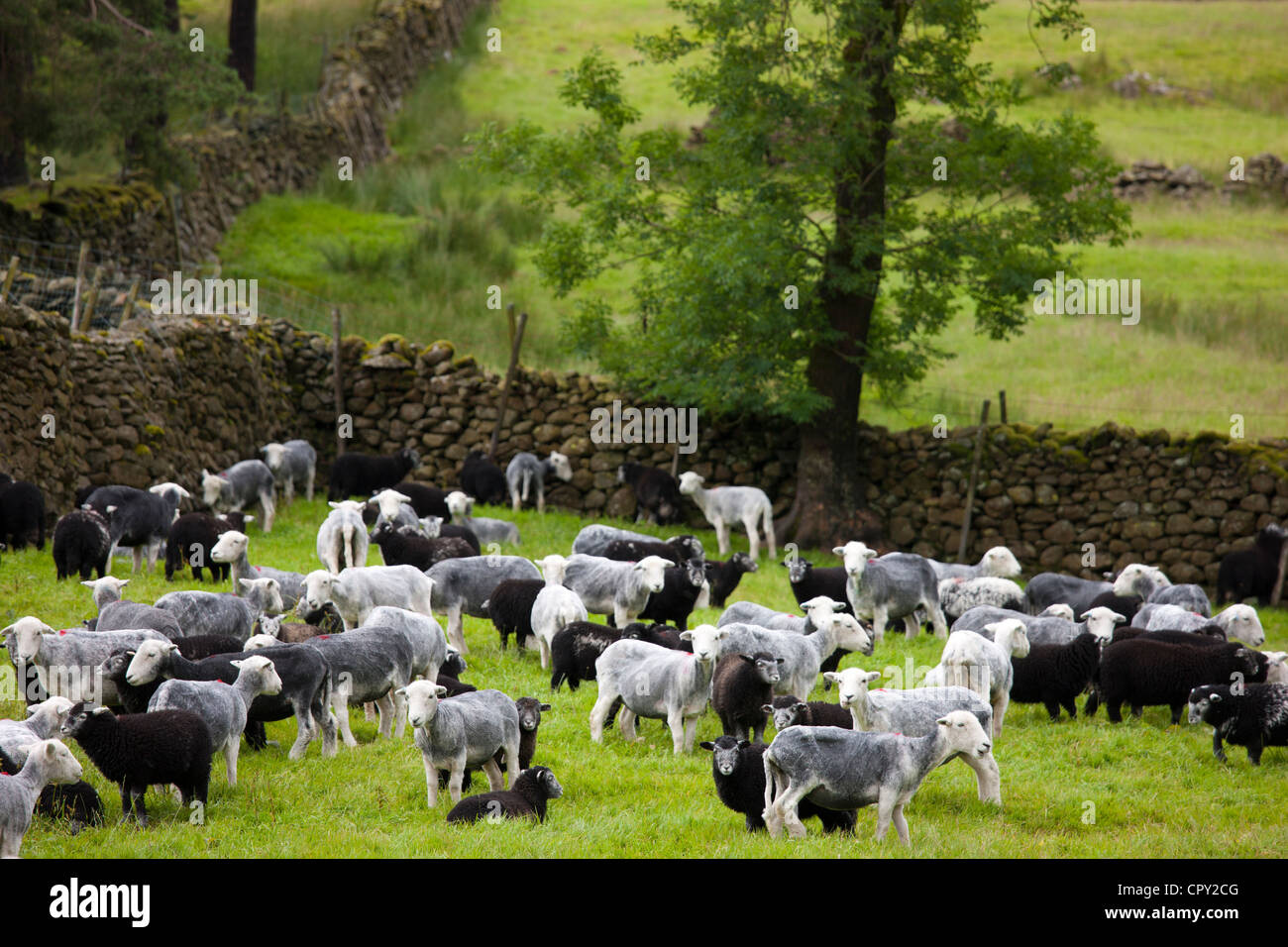 Herdwick sheep at Westhead Farm by Thirlmere in the Lake District National Park, Cumbria, UK Stock Photo