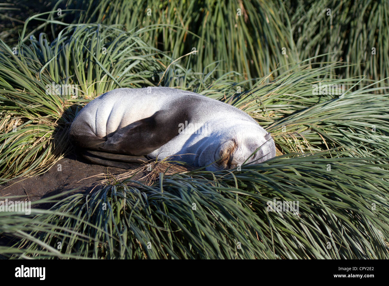 Sleeping Antarctic Fur seal pup, Salisbury Plain, South Georgia Island Stock Photo