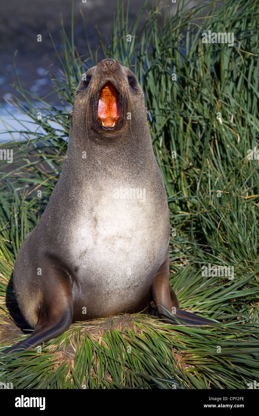 Female Antarctic Fur Seal, Salisbury Plain, South Georgia Island Stock Photo