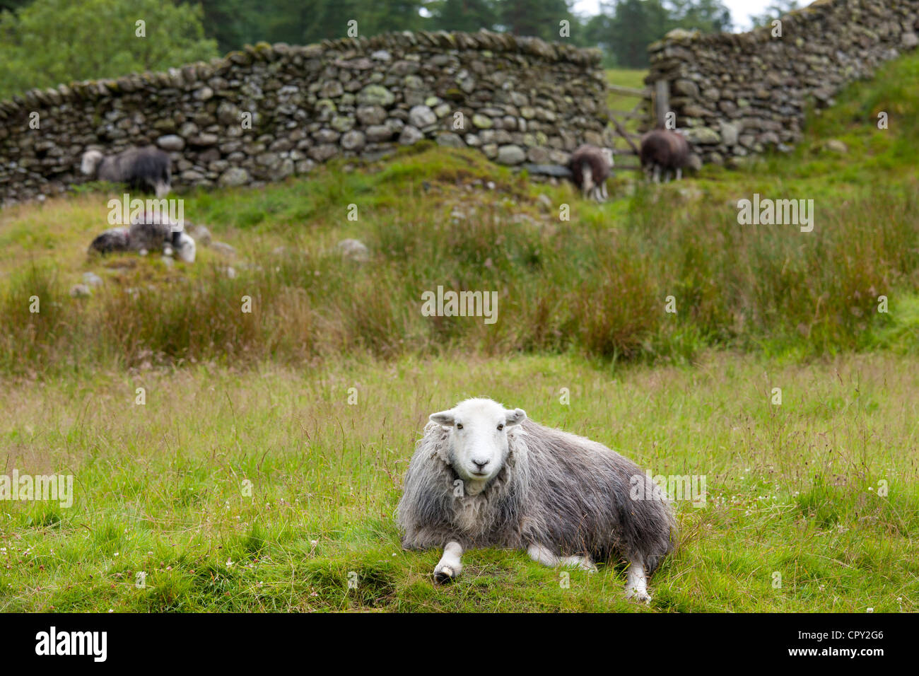 Herdwick sheep near Thirlmere in the Lake District National Park, Cumbria, UK Stock Photo