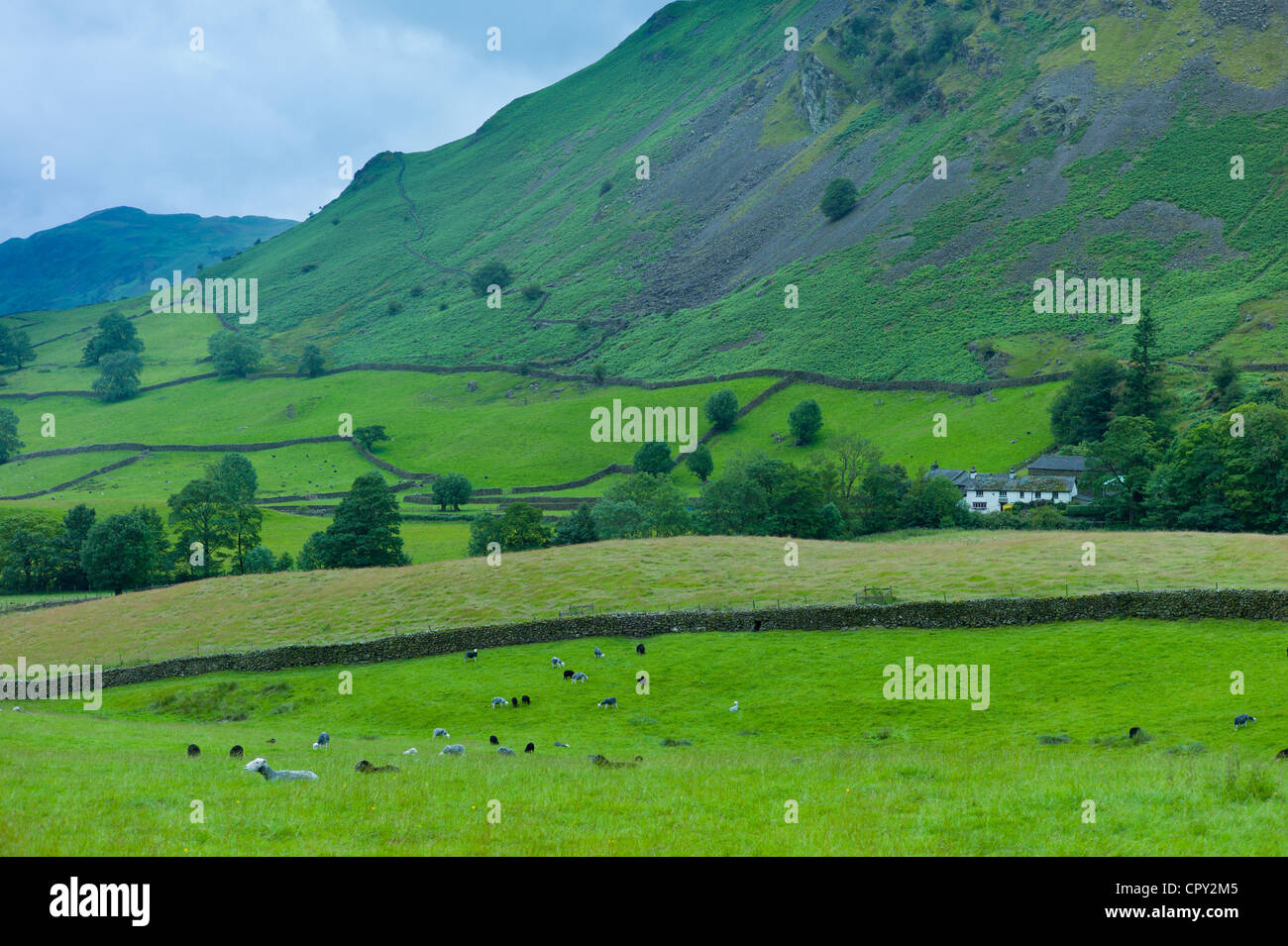 Hill farm near Grasmere in the Lake District National Park, Cumbria, UK Stock Photo