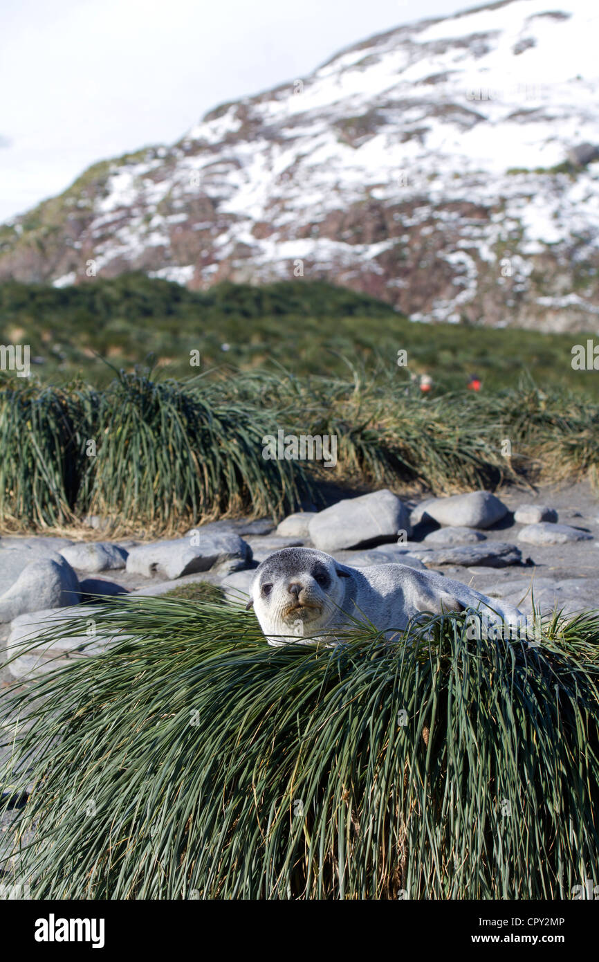 Sleeping Antarctic Fur seal pup, Salisbury Plain, South Georgia Island Stock Photo