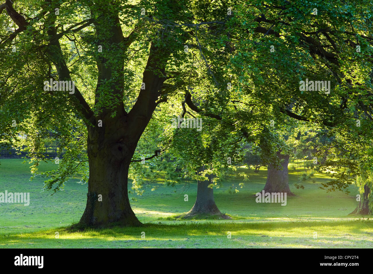 Evening sun backlights trees in Baysgarth Park, North Lincolnshire, in spring Stock Photo