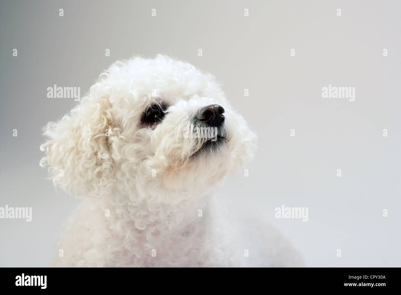 Portrait of a Bichon Frise  dog in a studio. Stock Photo