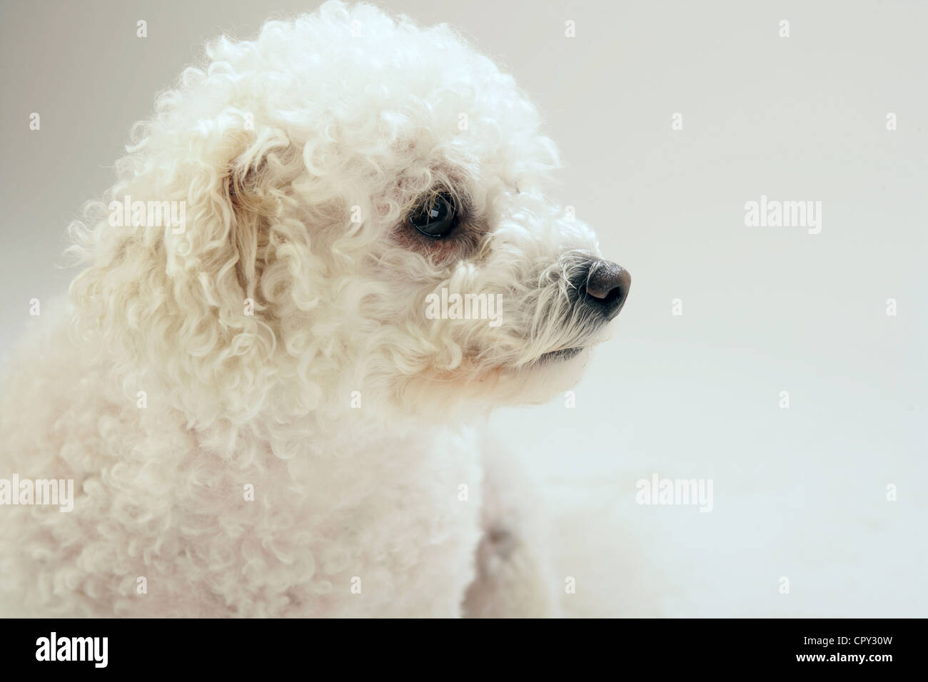 Portrait of a Bichon Frise  dog in a studio. Stock Photo