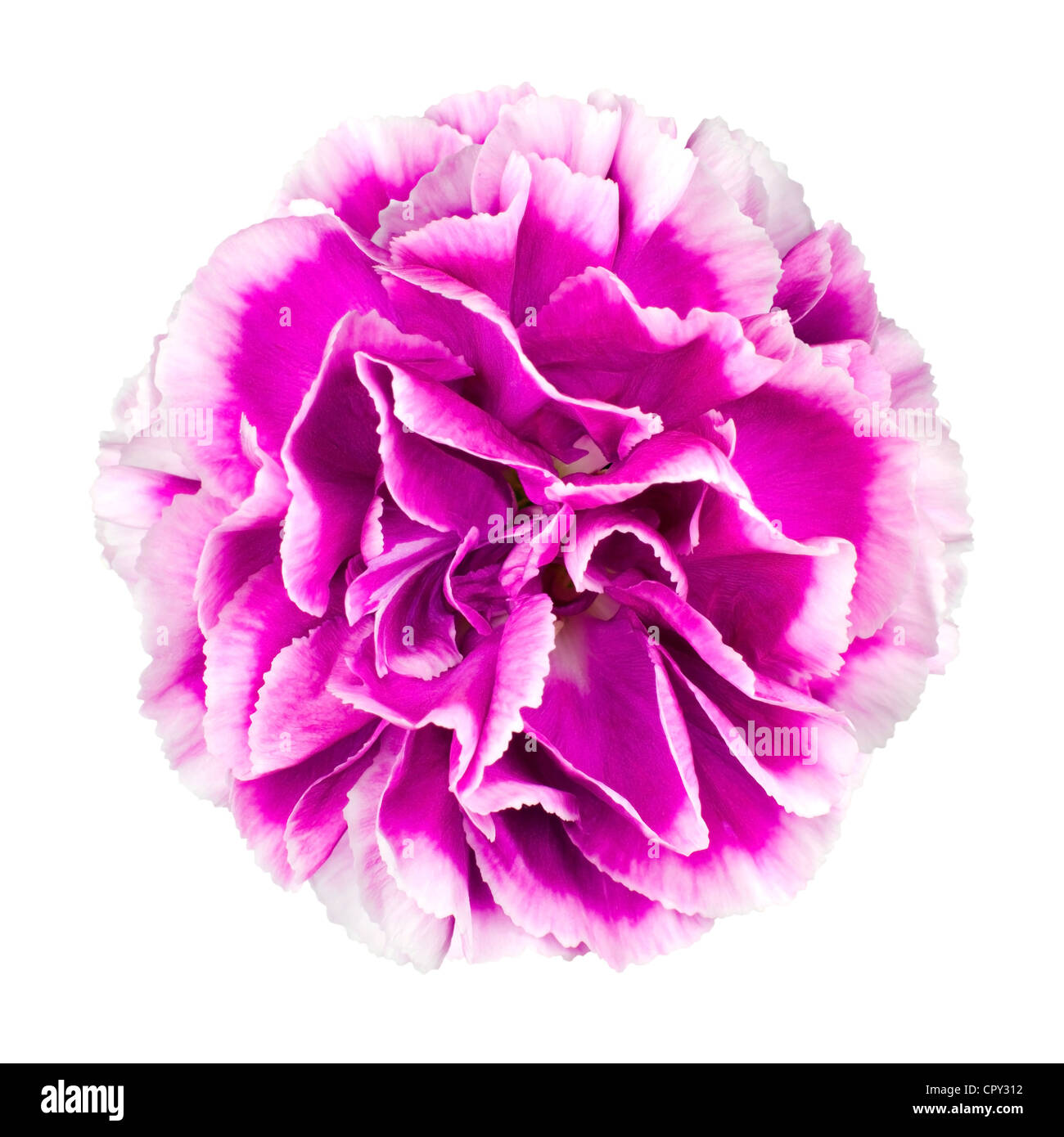 Pink and white Carnation Flower Isolated on White Background Stock ...