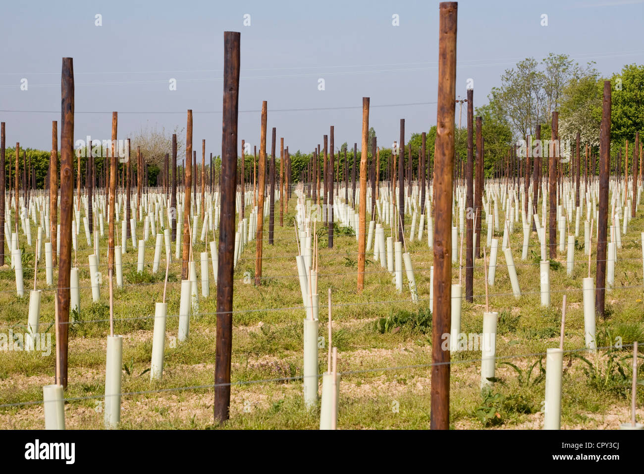Herbert Hall Vineyard, Sparkling Wine producers,Tonbridge, Kent