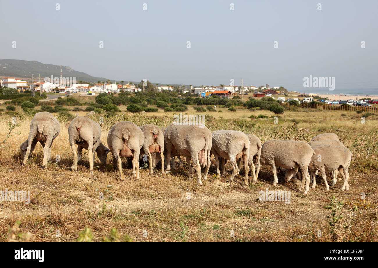 Flock of sheep in Andalusia, Spain Stock Photo