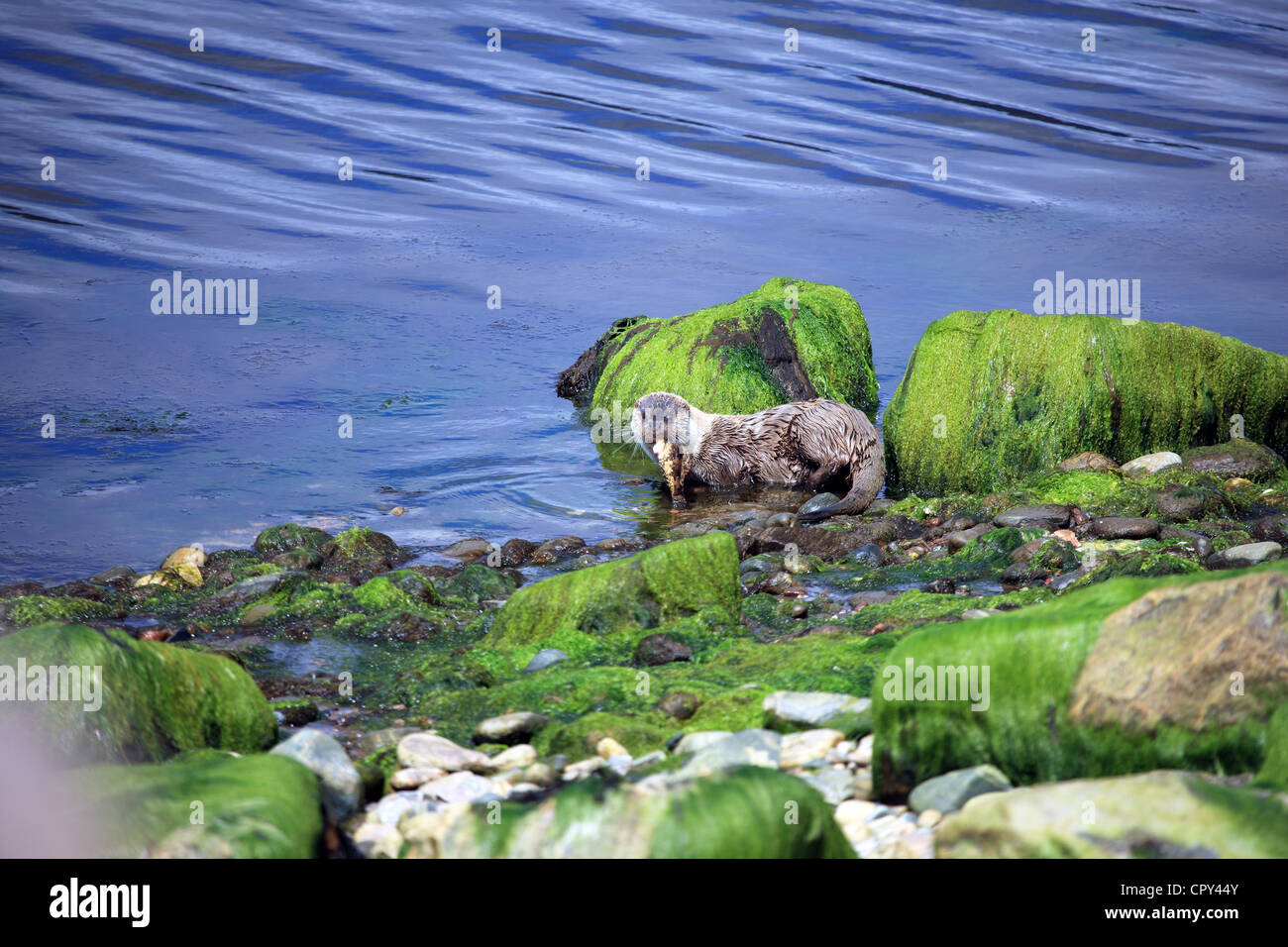 Otter carrying a large fish in it's mouth on the shore of a sea loch on the west coast of Scotland Stock Photo