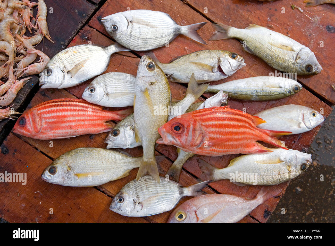 Egypt, Lower Egypt, the Mediterranean Coast, Alexandria, fish Market