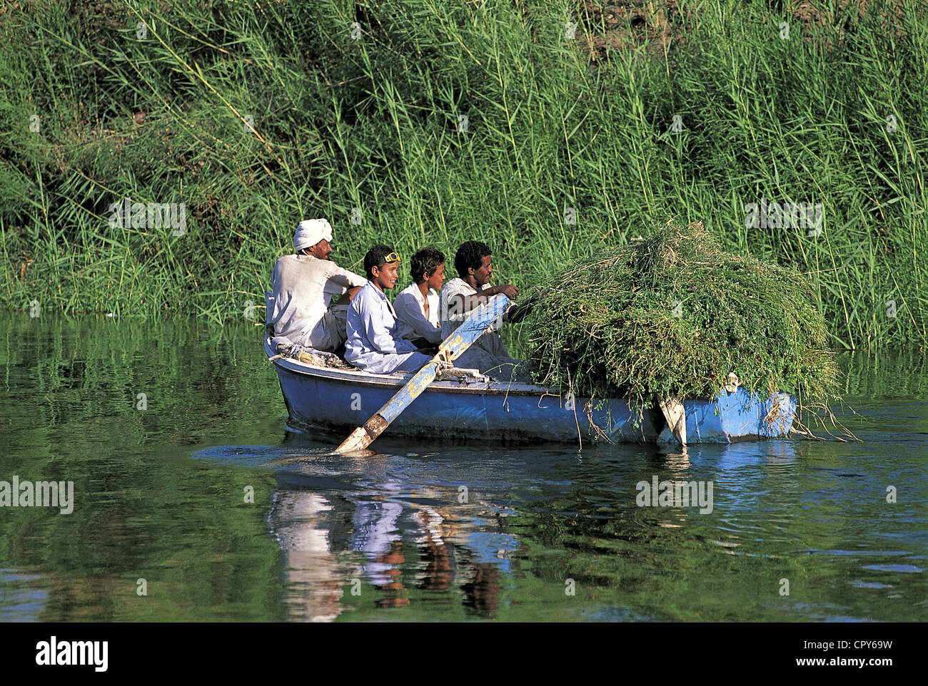 Egypt, Upper Egypt, Nubia, Aswan, peasants harvesting aquatic plants on