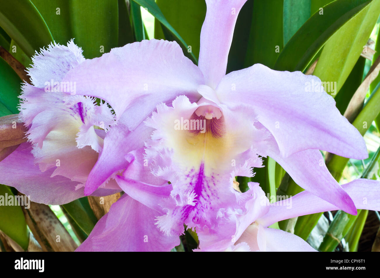 White cattleya orchid bloom hires stock photography and images Alamy