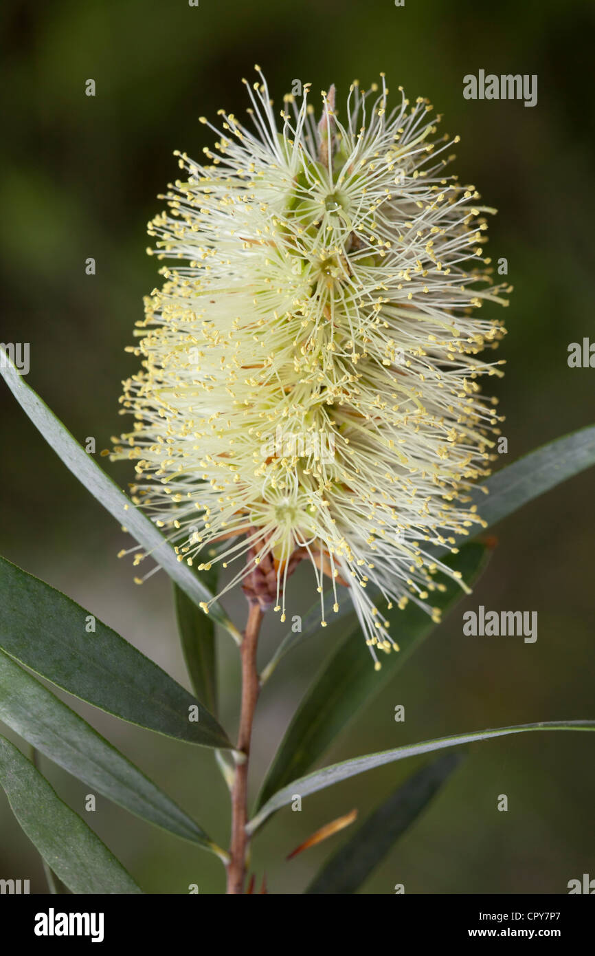 Lemon Bottlebrush, Callistemon pallidus, Myrtaceae Stock Photo