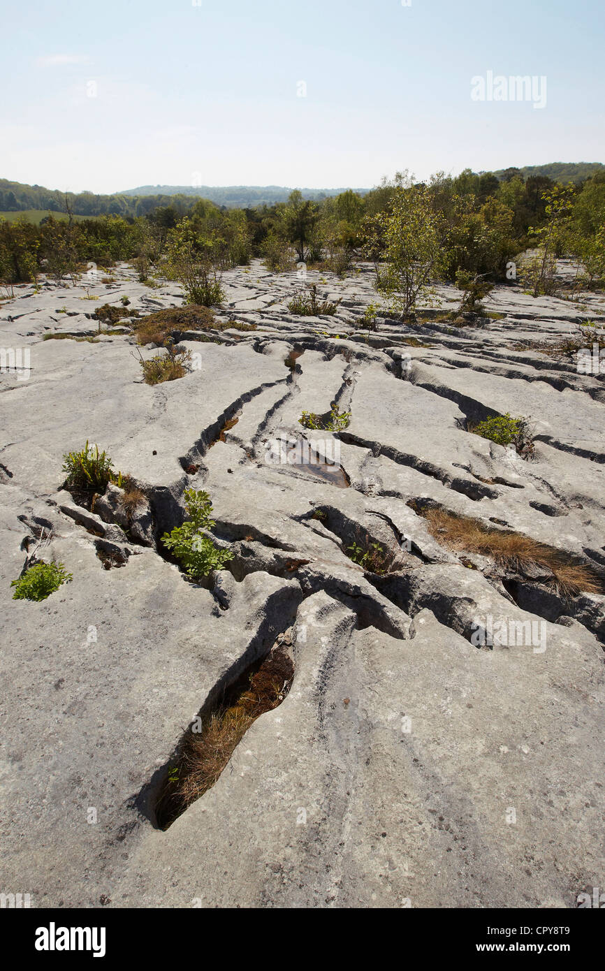 Crevices in limestone pavements shelter plants, Gait Barrows national nature reserve, UK. Stock Photo