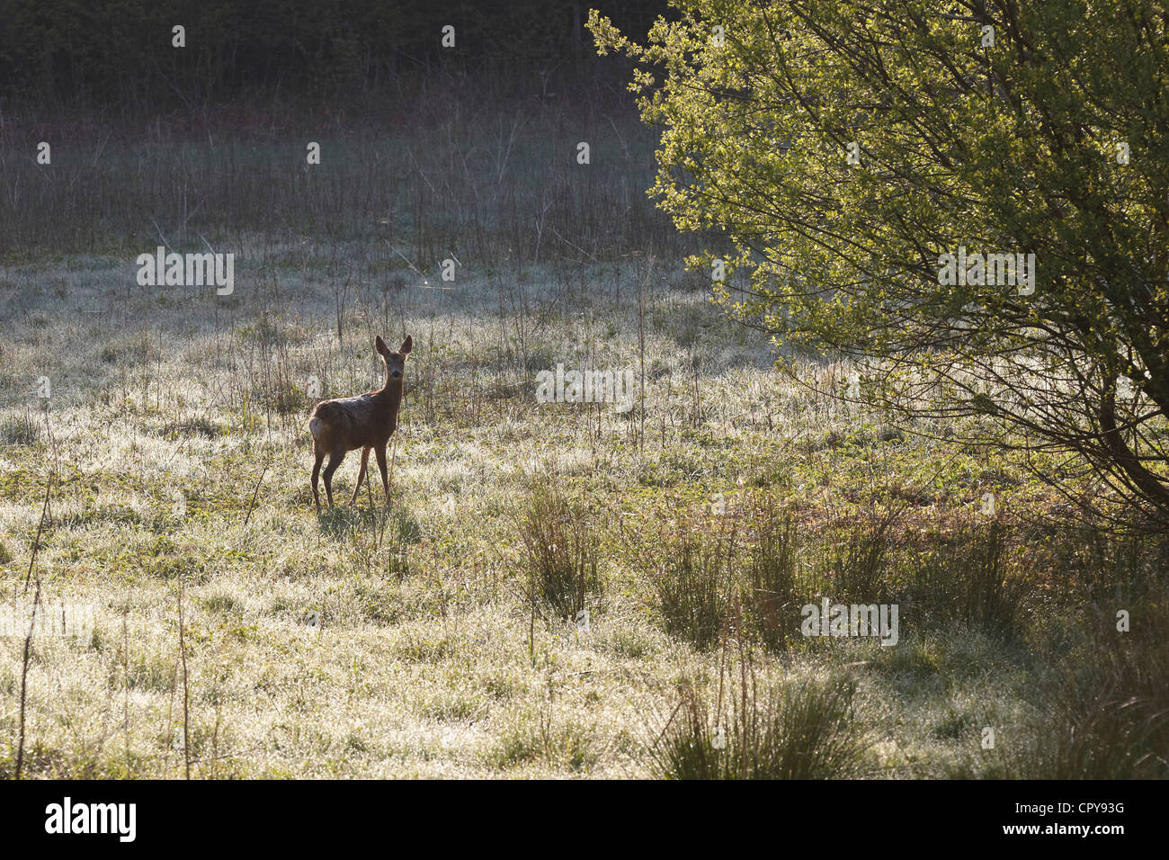 Roe deer, Capreolus capreolus Gait Barrows nature reserve, Lancaster, UK Stock Photo