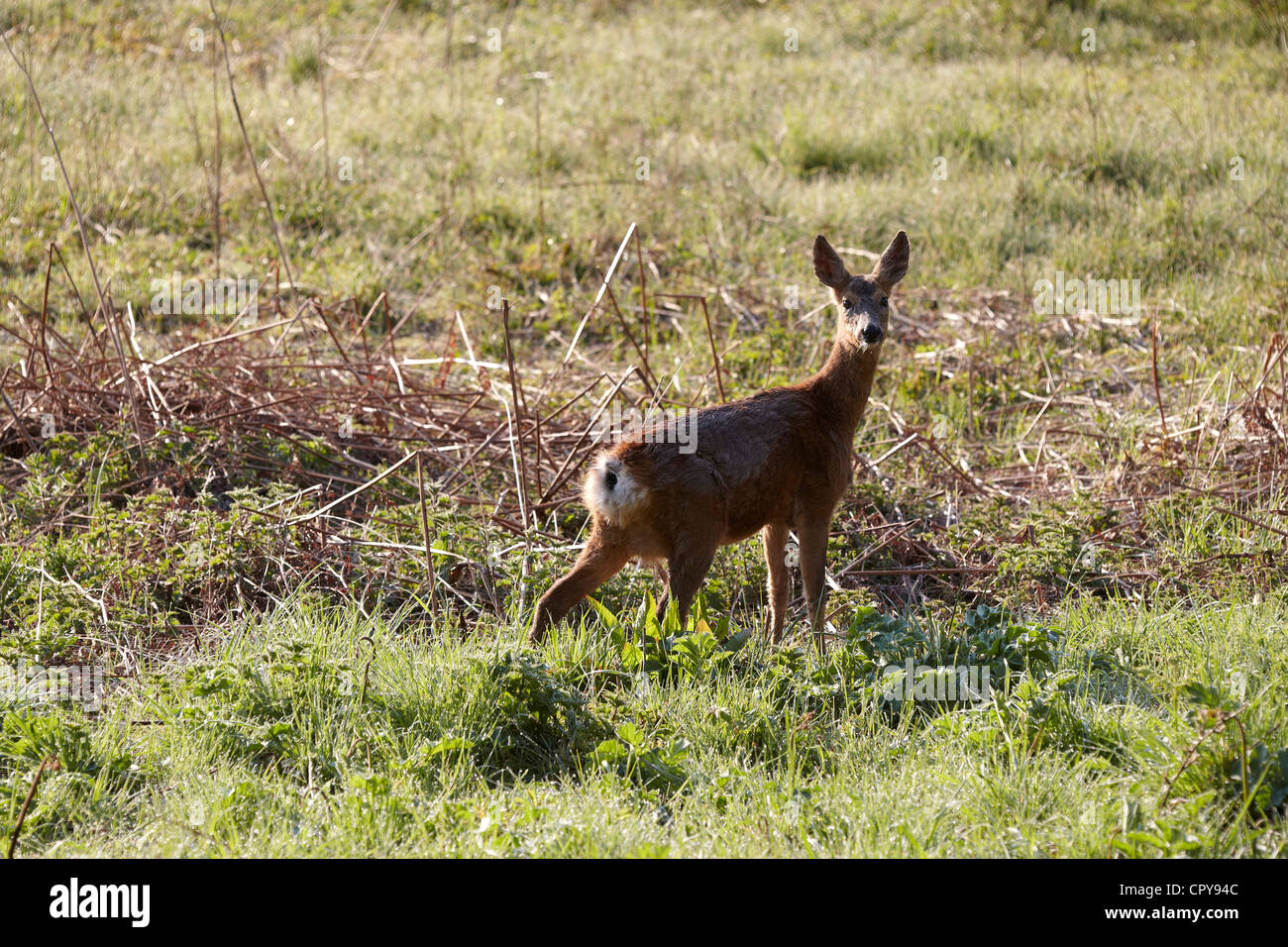 Roe deer, Capreolus capreolus Gait Barrows nature reserve, Lancaster, UK Stock Photo