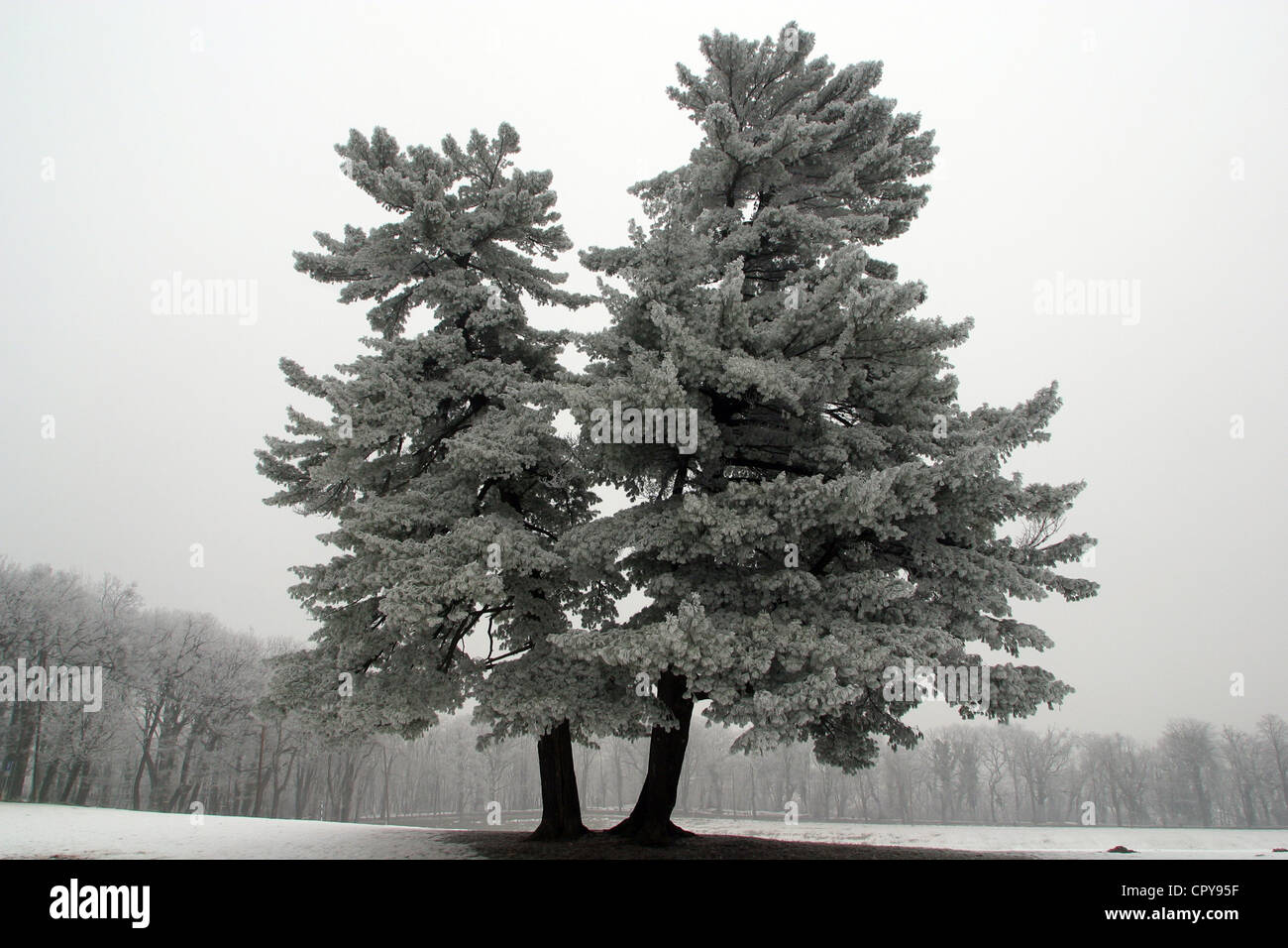 Snowy tree, alone in the snowy field Stock Photo - Alamy