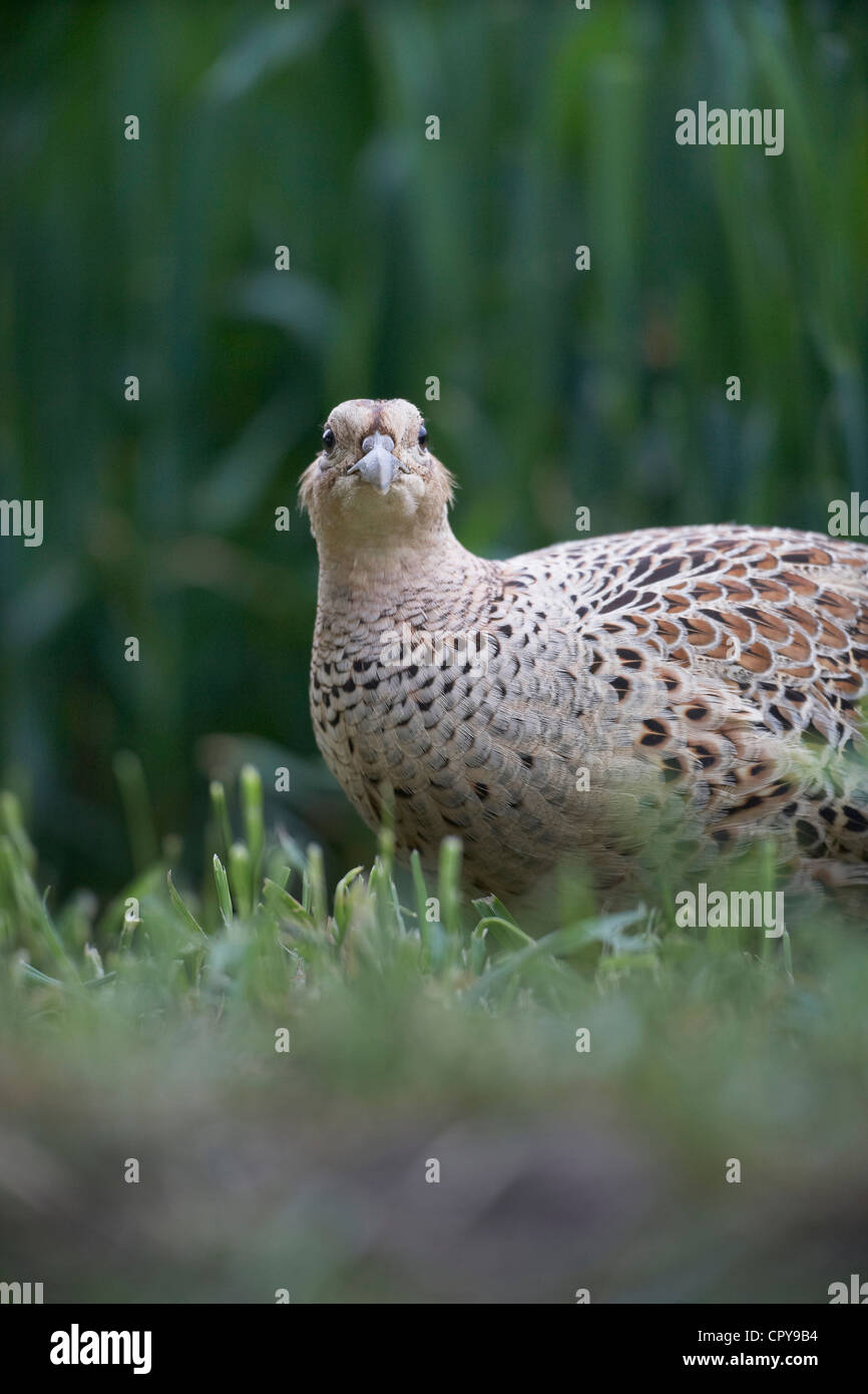 Pheasant, Phasianus colchicus, UK Stock Photo