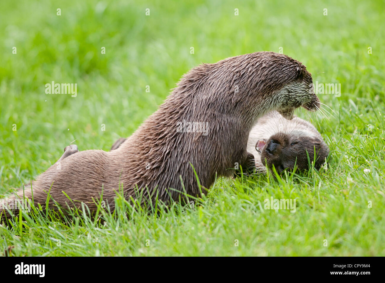 Otters (Lutra lutra) Stock Photo