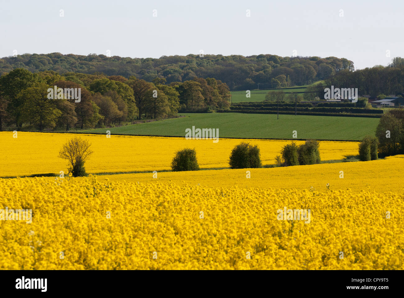 Rural Herefordshire countryside with oil-seed rape in flower Stock Photo