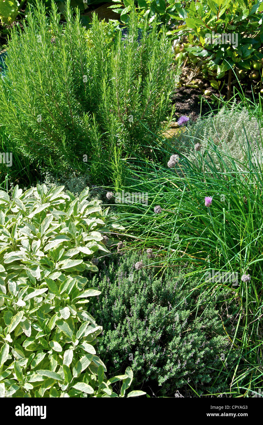 A cottage herb garden Stock Photo Alamy