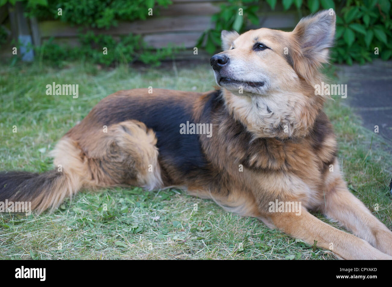 a nice dog is smelling around Stock Photo