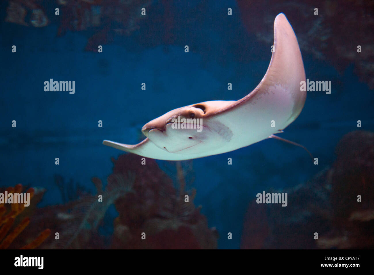 New York Aquarium in Brooklyn New York Stock Photo Alamy