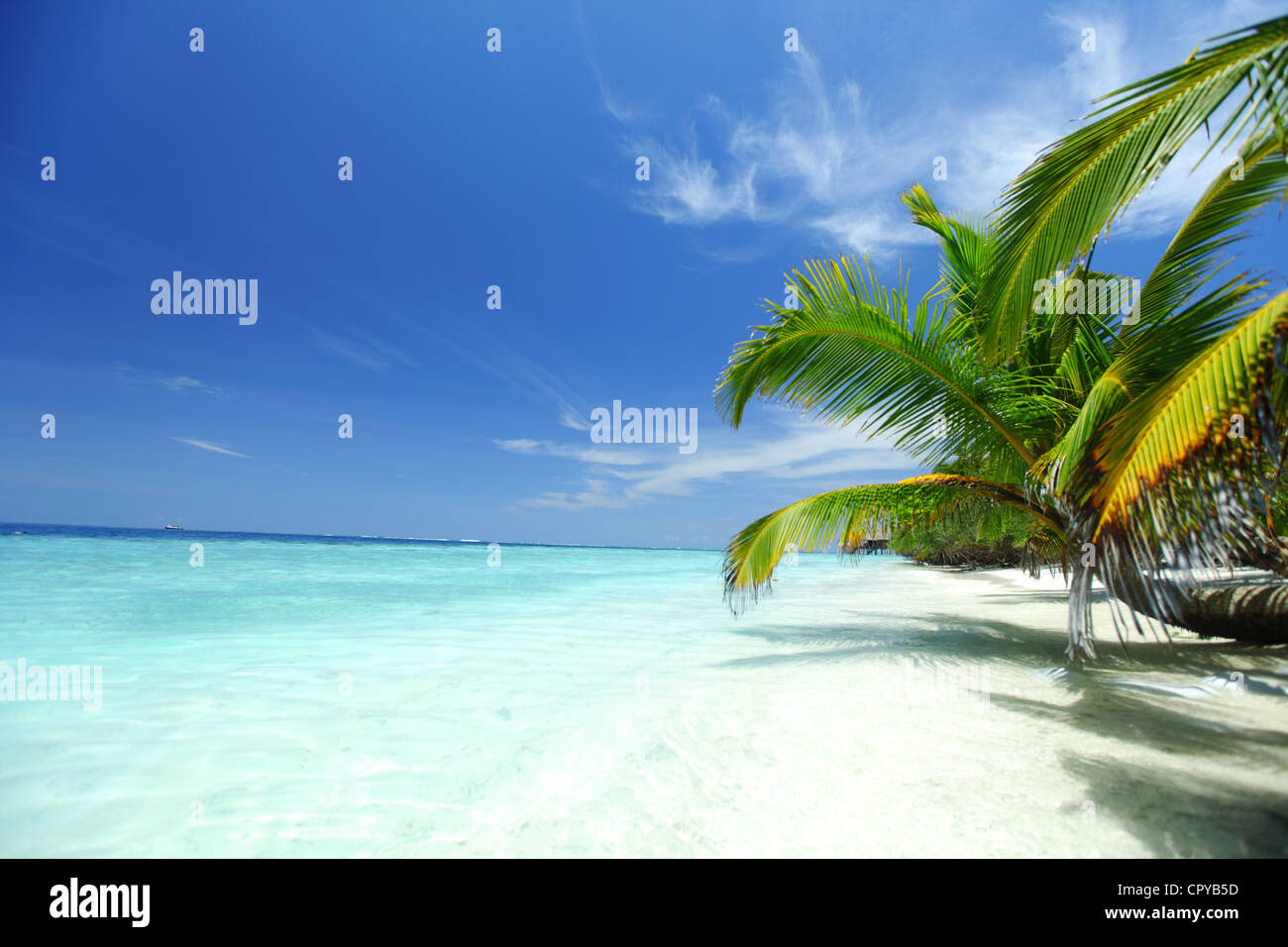 tropical island palm sea and sky Stock Photo - Alamy