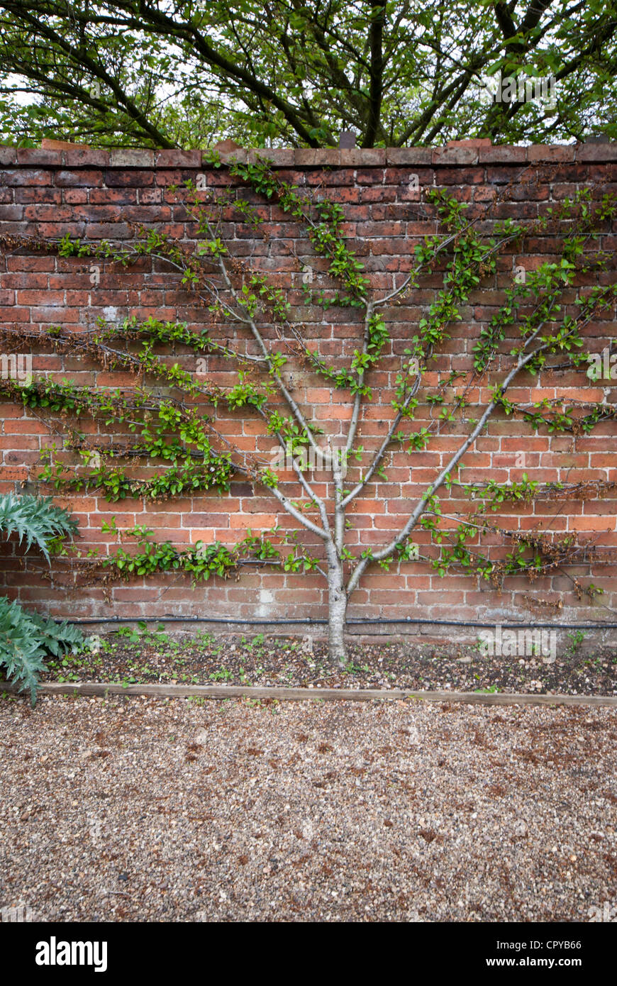 Fan trained cherry tree growing against a garden wall Stock Photo - Alamy