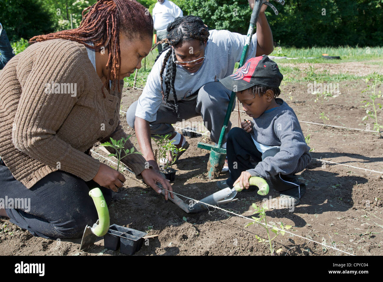 Volunteers plant tomatoes at D-Town Farm, a urban farm in Detroit's Rouge Park. Stock Photo