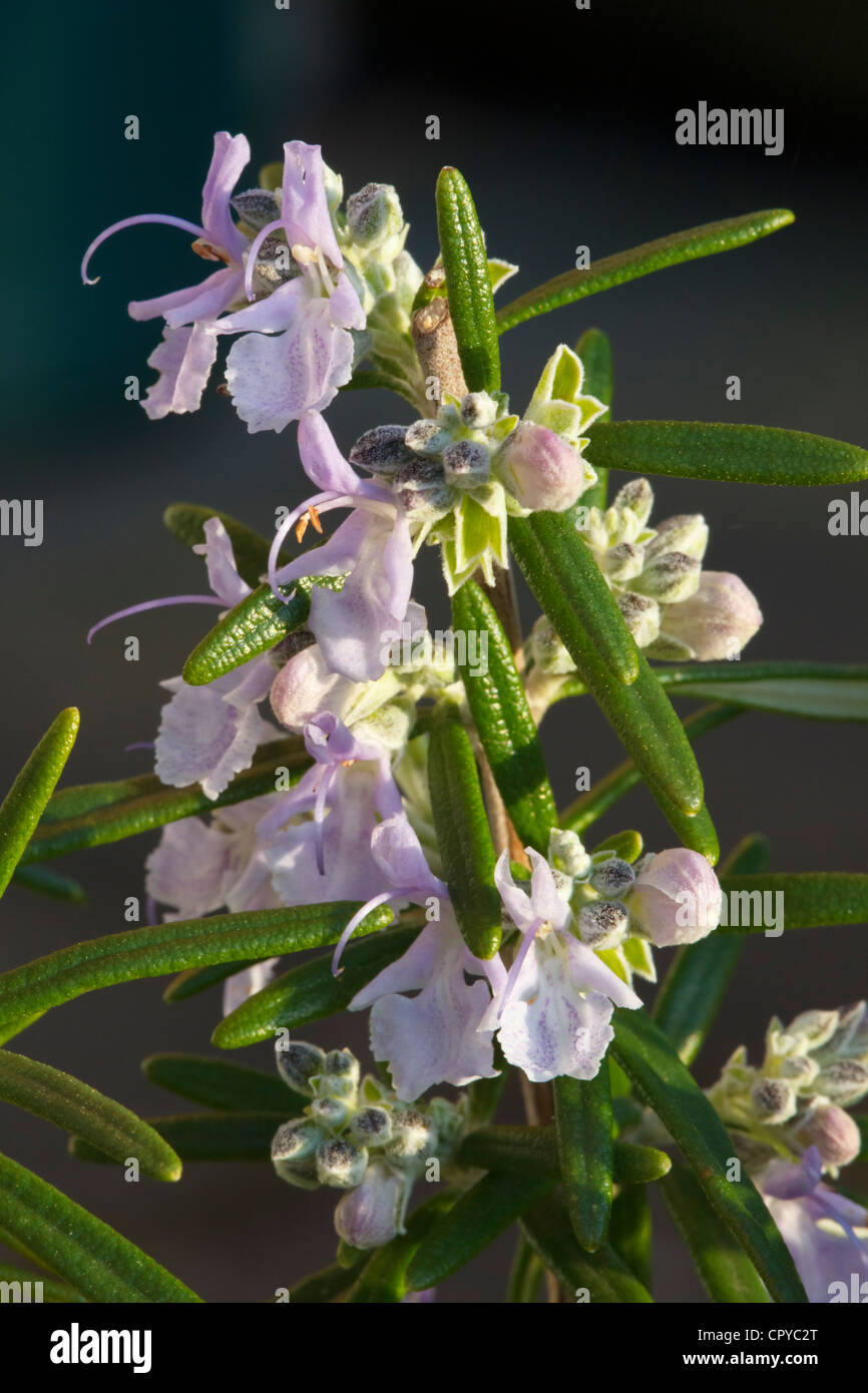 Rosemary Herb Flowering Aromatic Shrub Close up Stock Photo Alamy