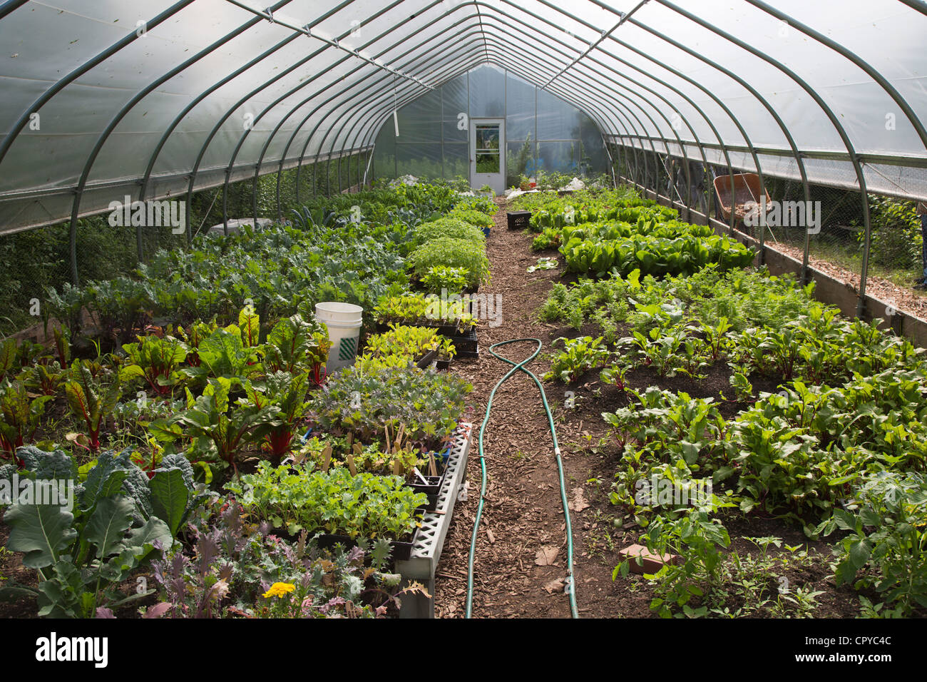 Vegetables grow in a hoop house at D-Town Farm, a urban farm in Detroit's Rouge Park. Stock Photo