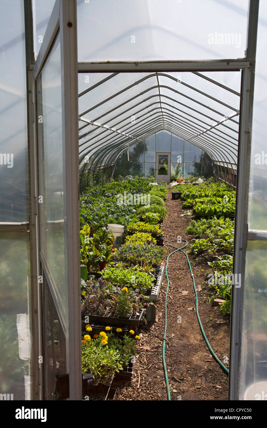 Vegetables grow in a hoop house at DTown Farm, a urban farm in Detroit