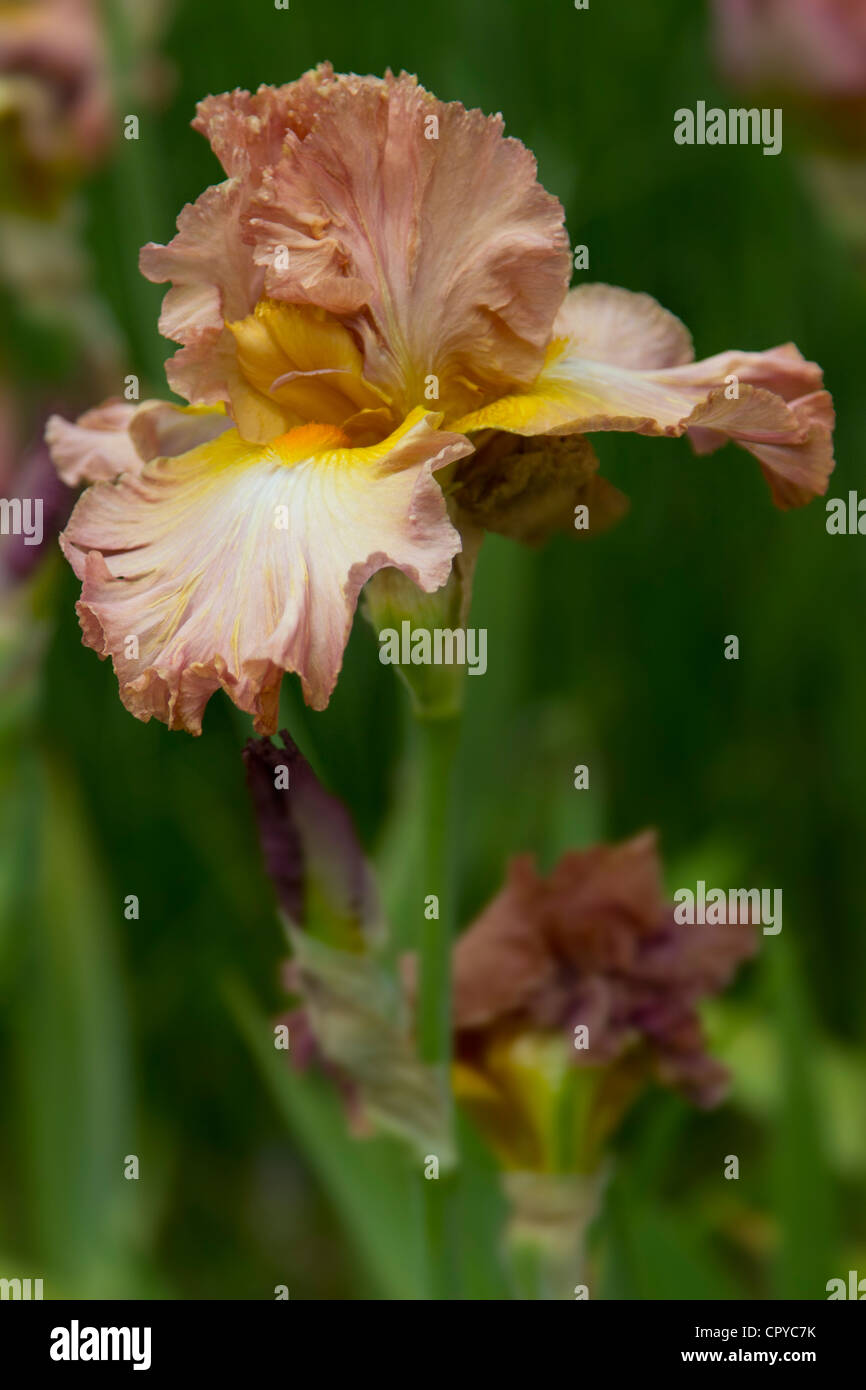 Iris High Roller Tall Bearded Iridaceae Close up Stock Photo