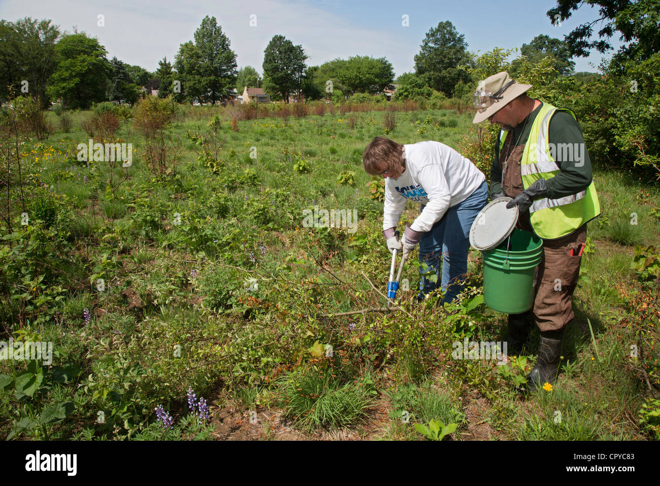 Volunteers remove invasive buckthorn from a prairie habitat. Stock Photo