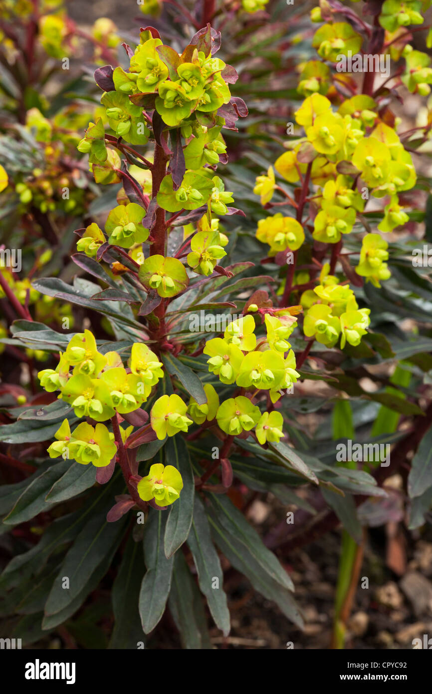 Euphorbia Amy Purpurea Stock Photo