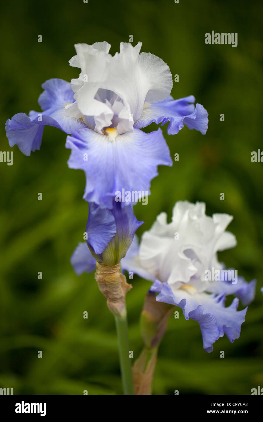 Iris Lark Rise Iridaceae Close up Stock Photo