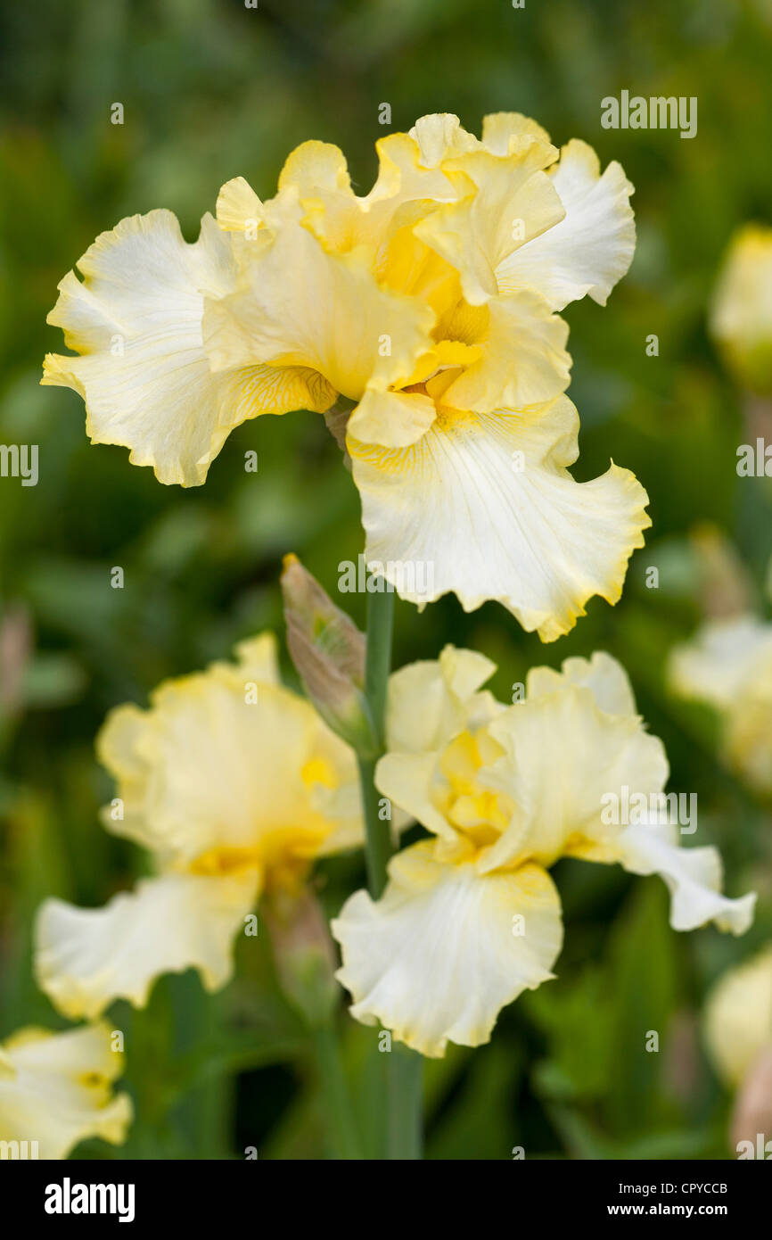 Iris Norfolk Belle Iridaceae Close up Stock Photo