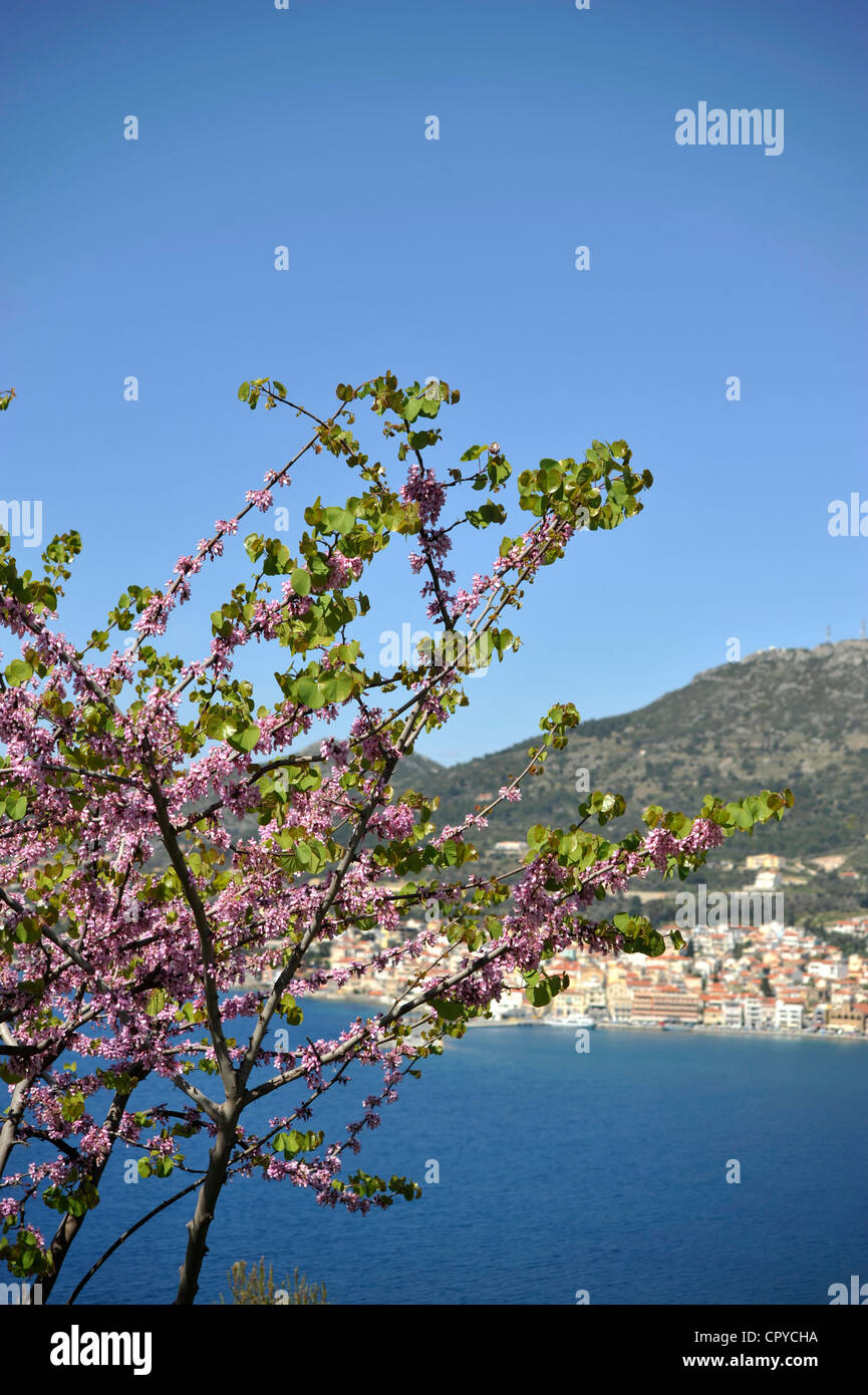 Judas tree ( Cercis siliquastrum ). View to Vathy, Samos town, Samos island, Greece. - Stock Photo