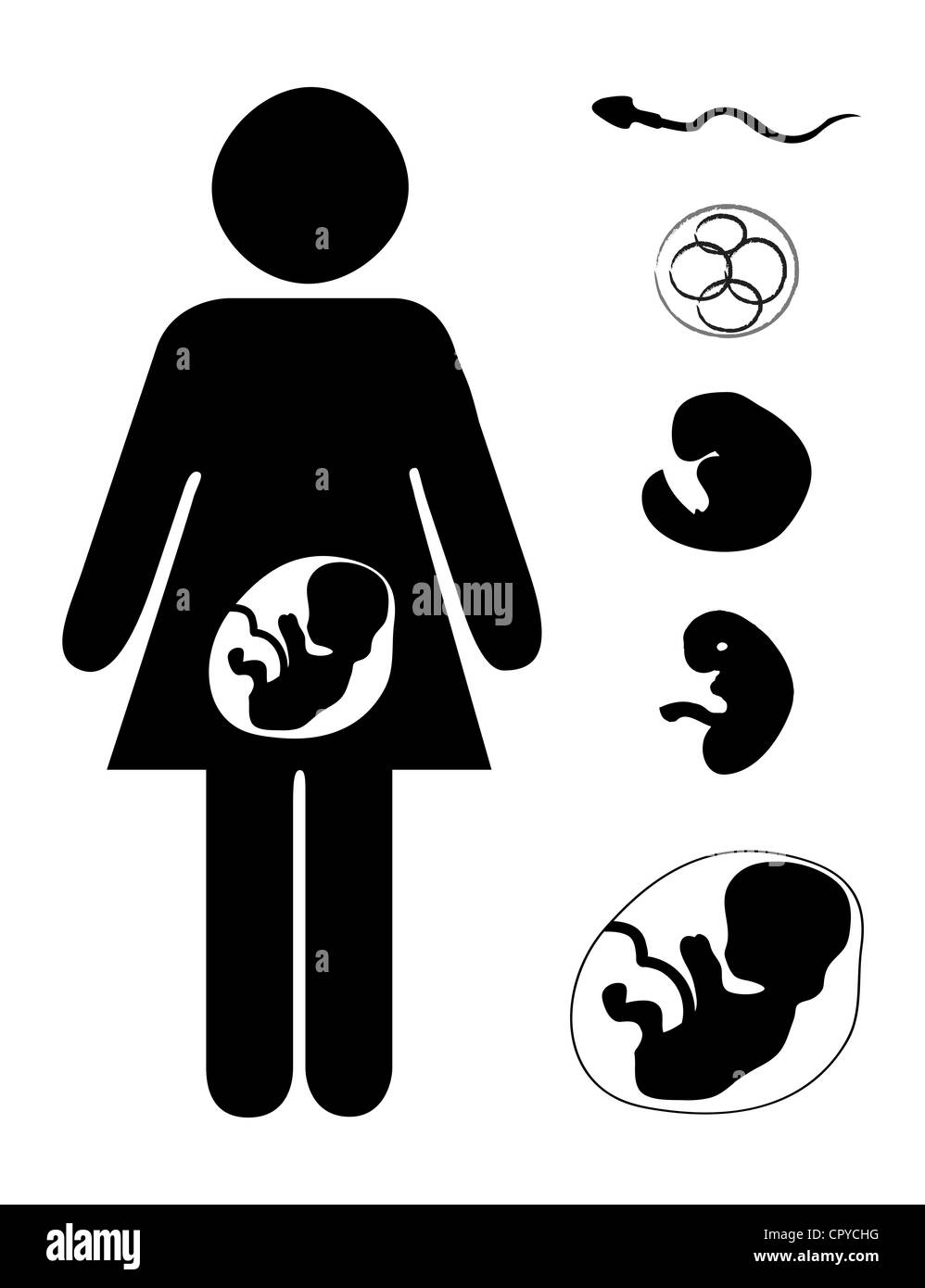 Pregnant mother and fetus at different stages Stock Photo