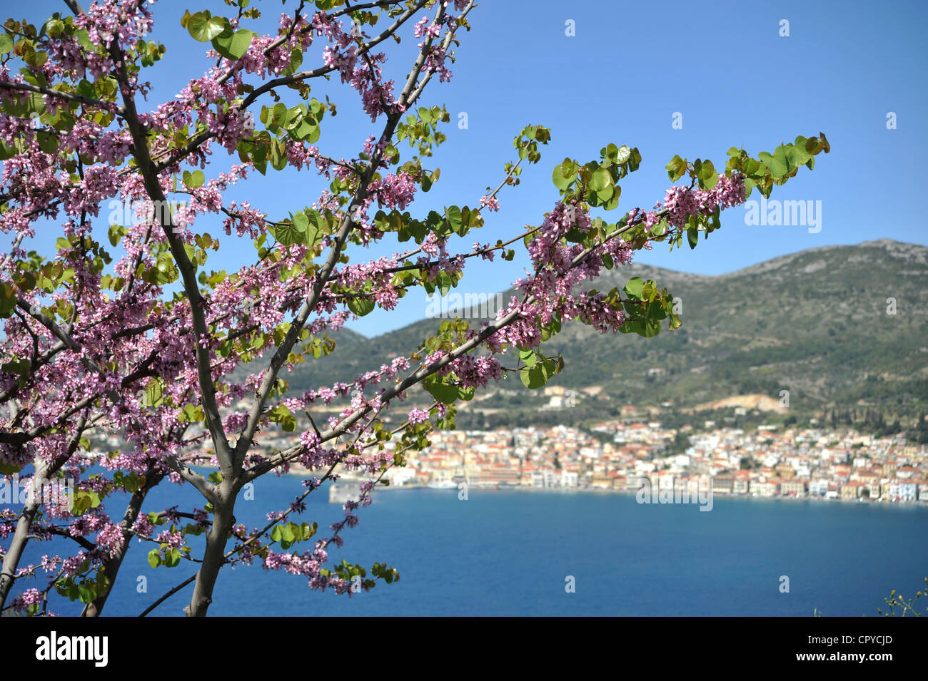 Judas tree ( Cercis siliquastrum ). View to Vathy, Samos town, Samos island, Greece. - Stock Photo