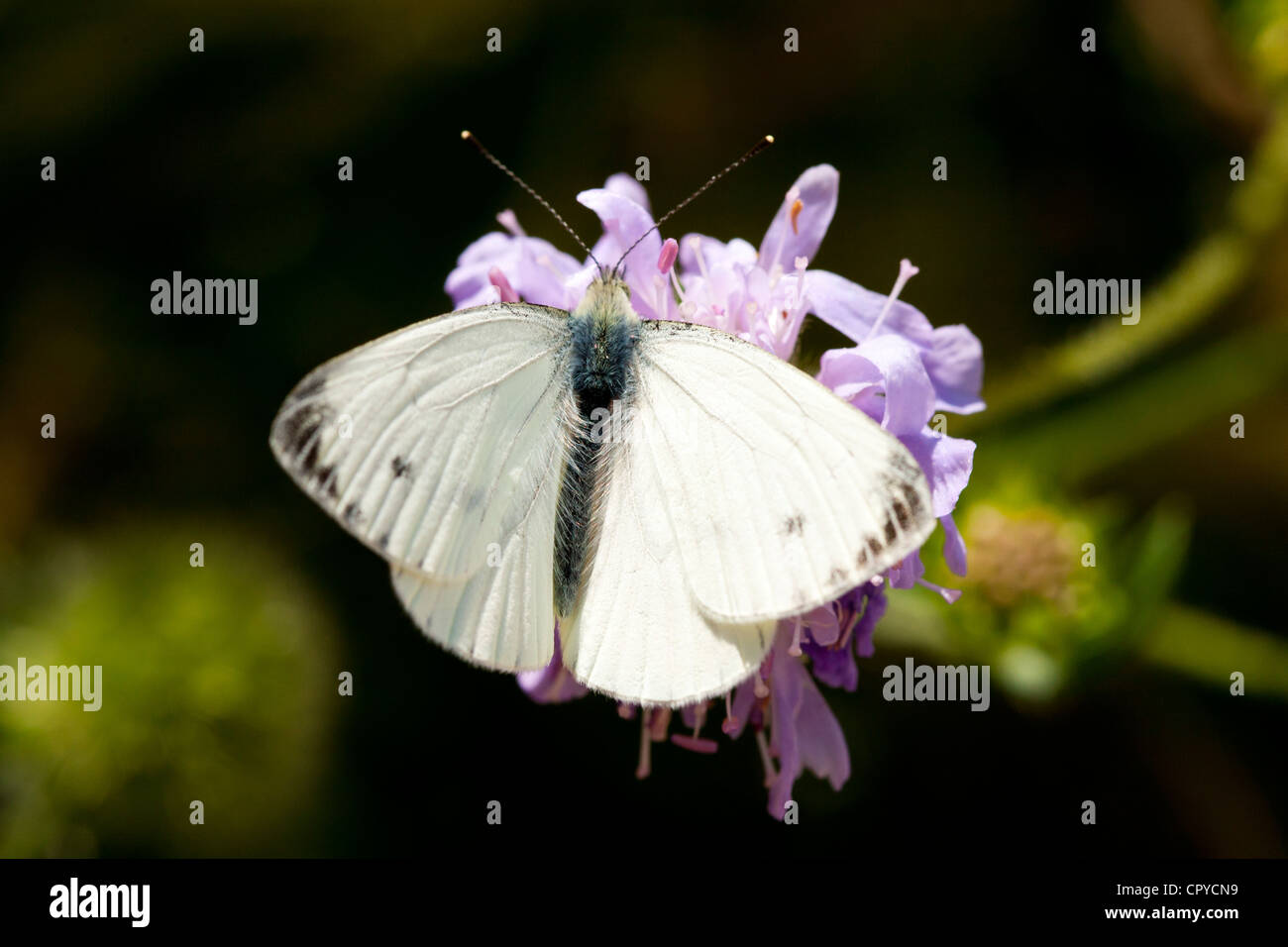 Small Cabbage White Butterfly, Pieris brassicae, gathering nectar from garden flower, UK Stock Photo