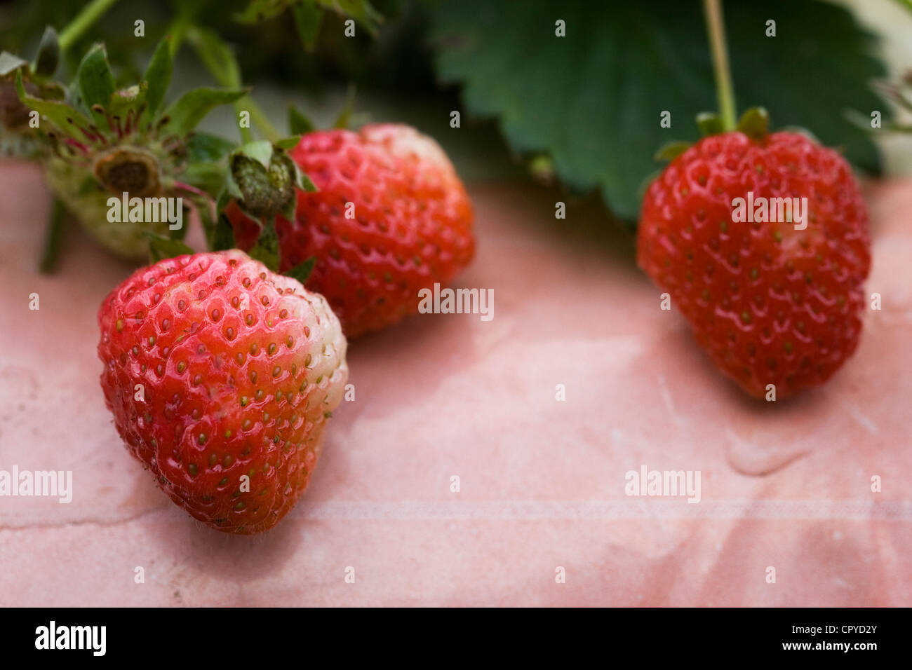 Strawberry 'Cambridge Vigour' growing in a grow bag. Stock Photo