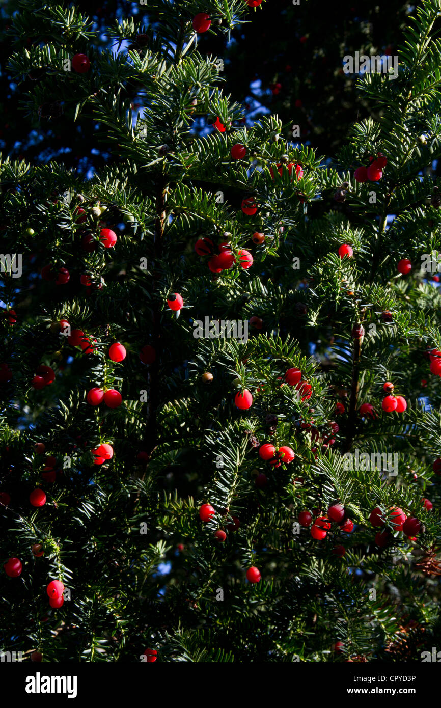 Yew berries (Taxus baccata) Stock Photo