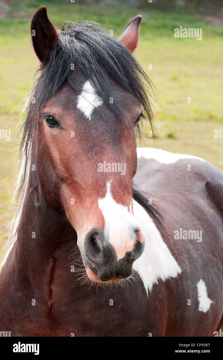 Skewbald pony in field Stock Photo