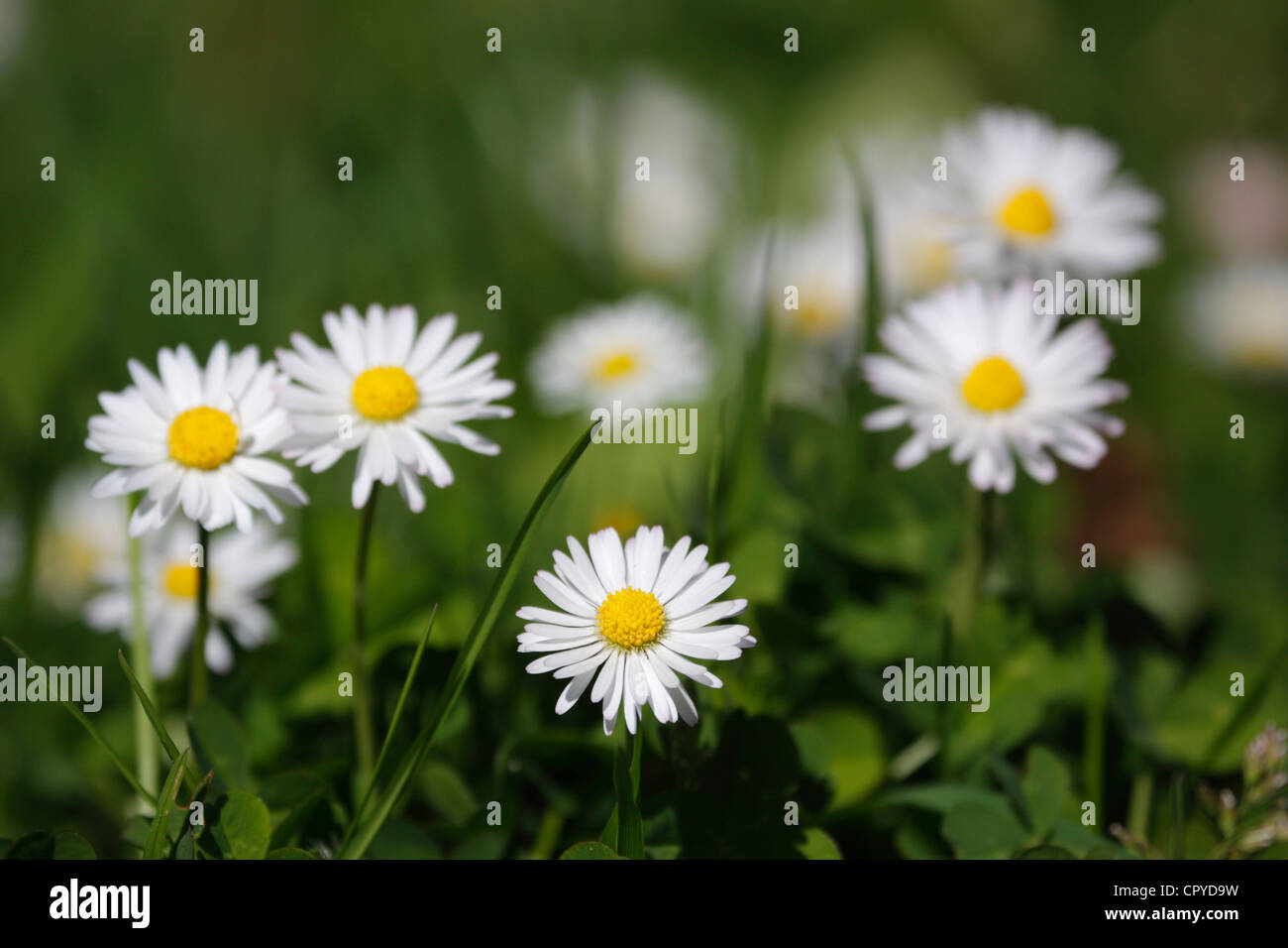 Daisies, flowers in spring, Highlands Scotland, UK Stock Photo