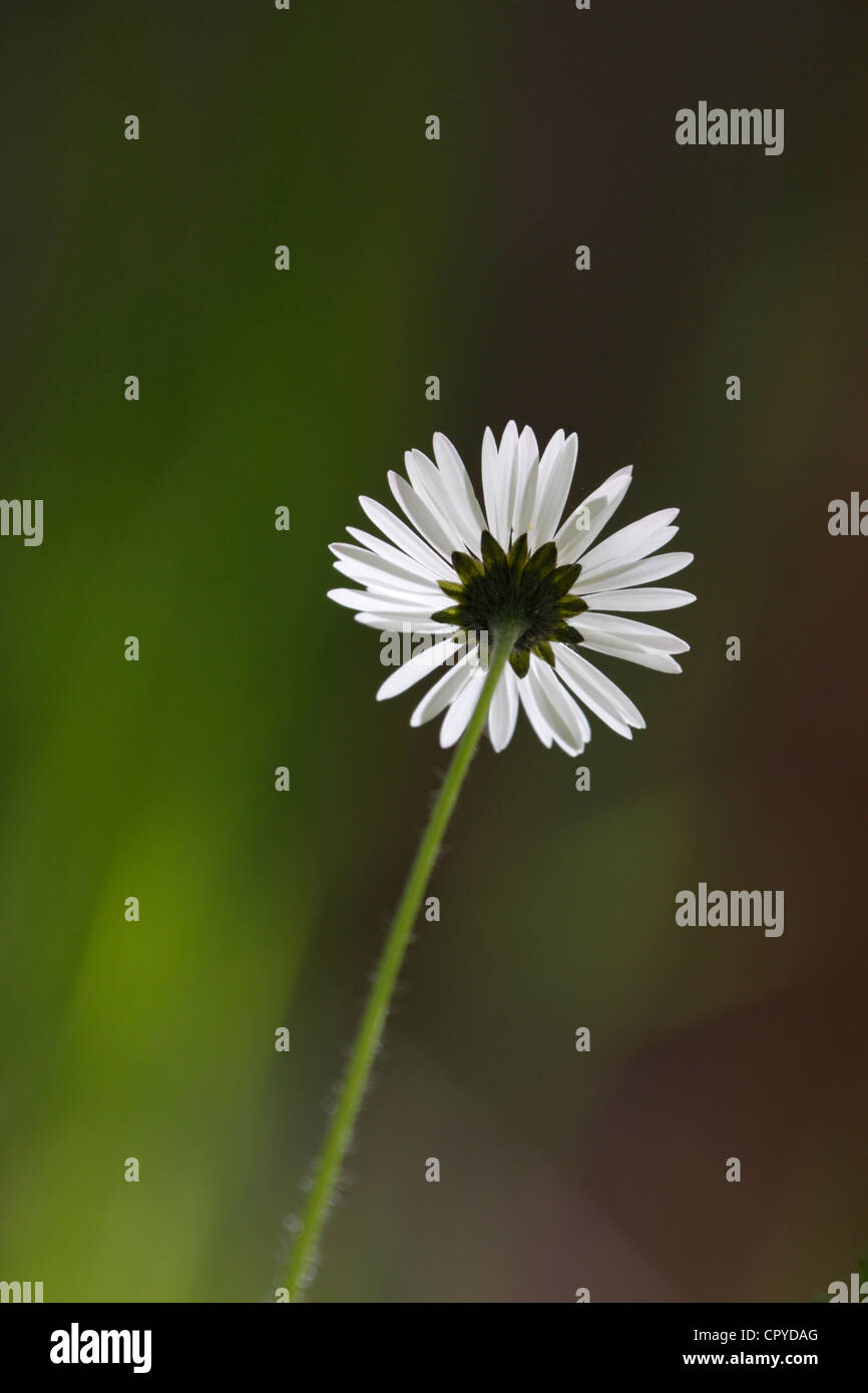 Underside of a Daisy, Bellis perennis, backlit, Highlands, Scotland, UK Stock Photo
