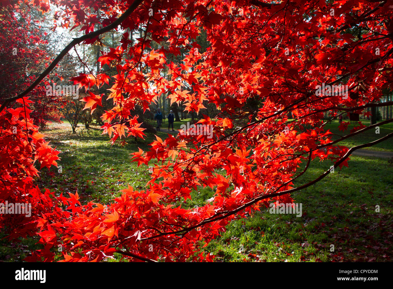 Westonbirt arboretum autumn hi-res stock photography and images - Alamy