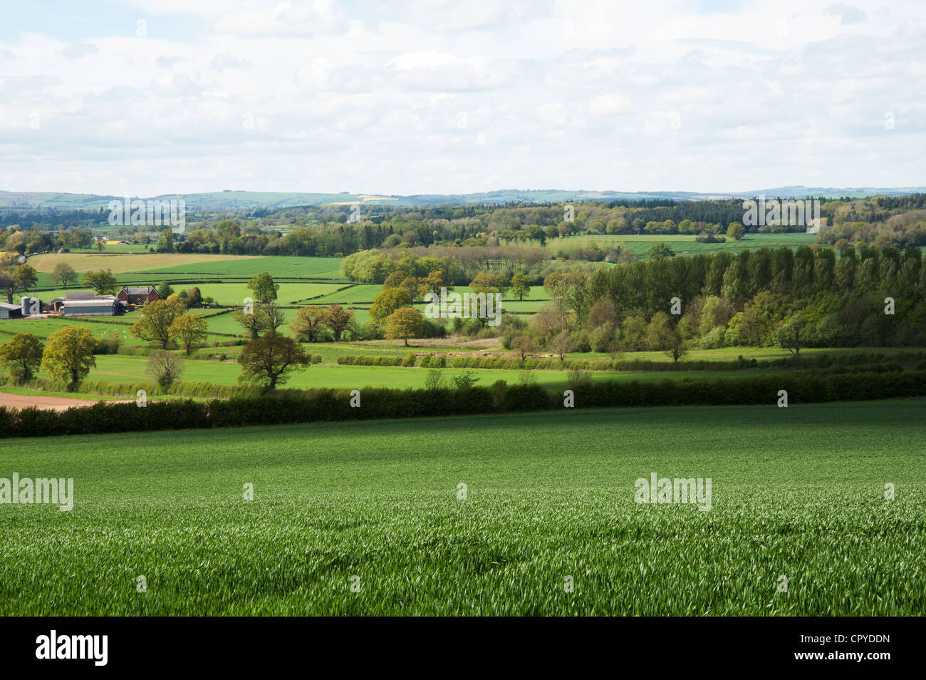 Rural countryside near Weobley, Herefordshire Stock Photo Alamy
