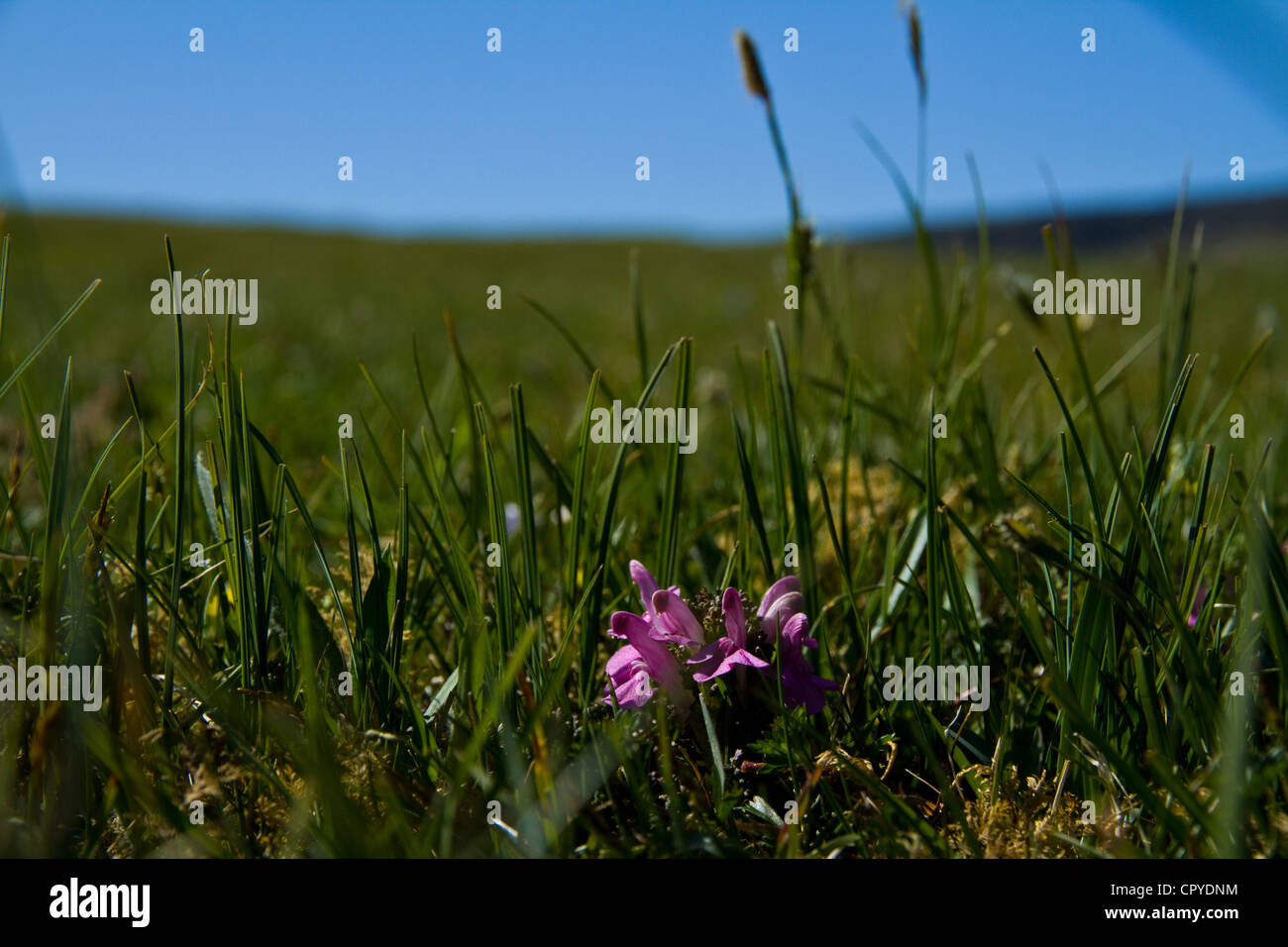 A bright pink lousewort flower among the moorland grasses on Sanday, Isle of Canna, Small Isles, Scotland Stock Photo